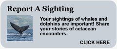 link: report a sighting