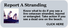 link: report a stranding